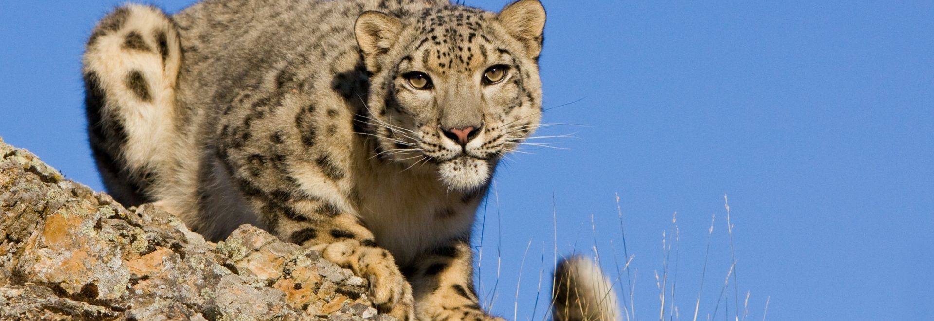 Snow Leopard Shutterstock 50961451 in-viewport