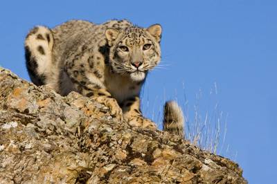 Snow Leopard Image