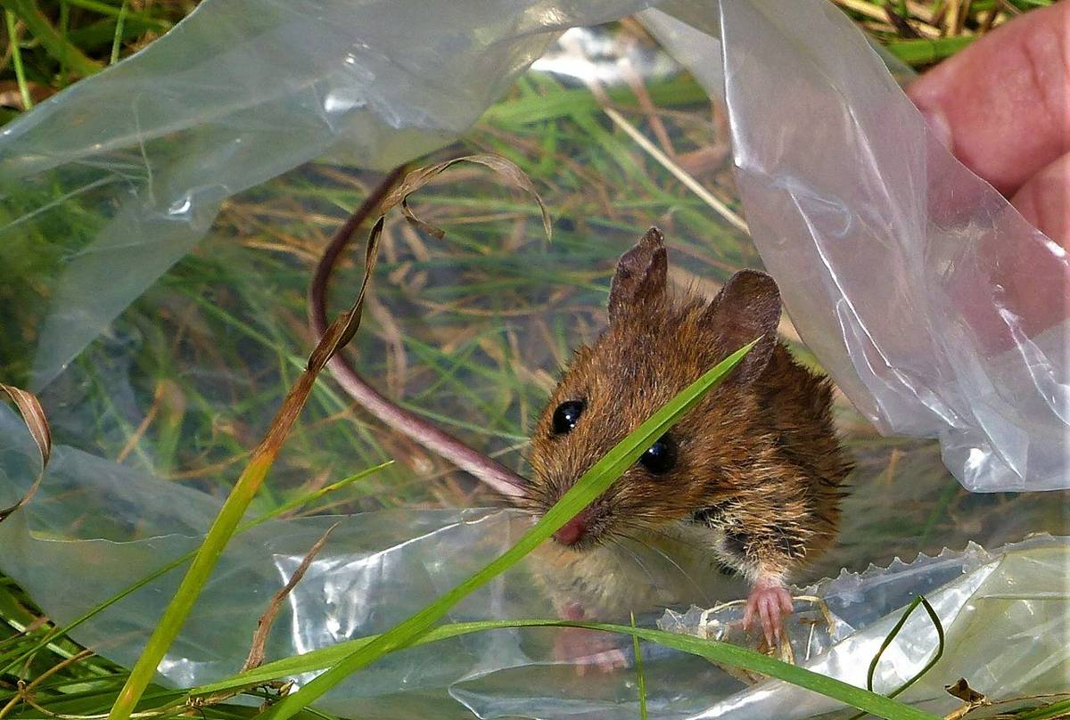 Yellow-necked Mouse