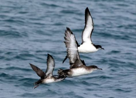 Balearic and Manx Shearwaters © Tom Brereton Image