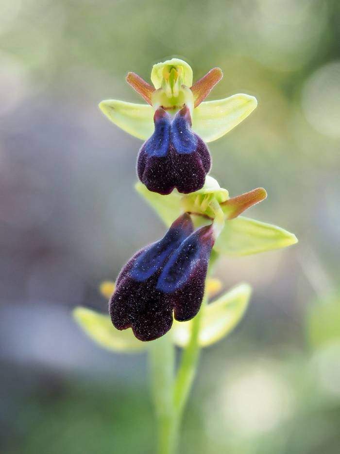 Ophrys iricolor (John Willsher)