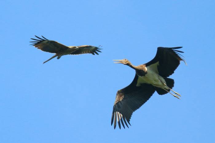 Black Stork and Black Kite (Wim Bovens)