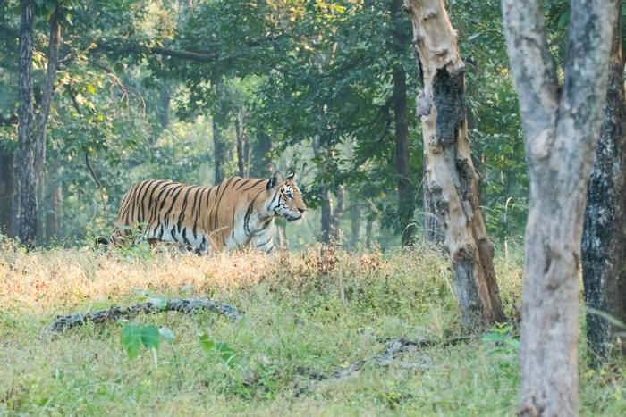Tiger, Pench, India