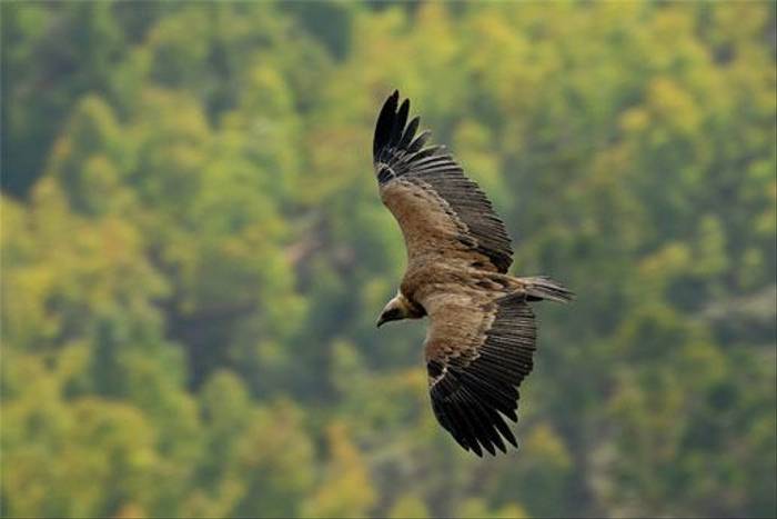 Griffon Vulture (David Morris)