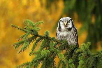 Northern Hawk Owl Shutterstock 339239804