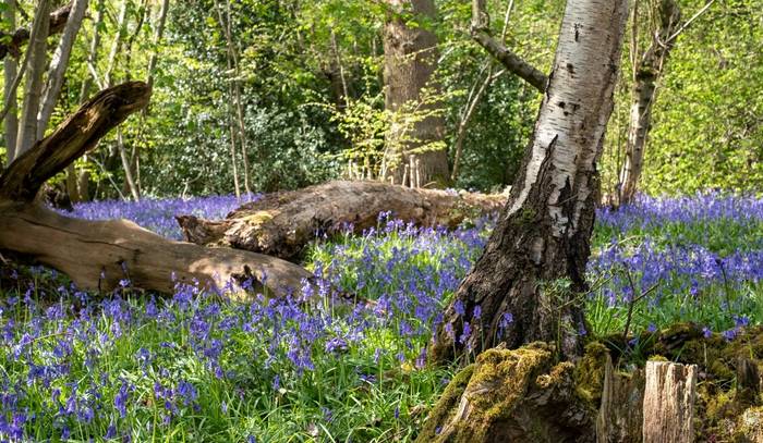 Bluebell Wood, UK shutterstock_1704941095.jpg