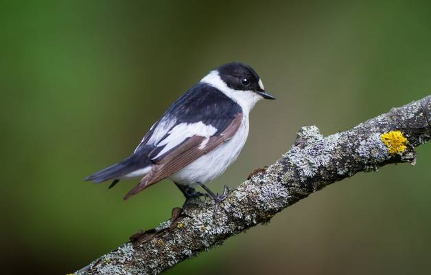 Collared Flycatcher shutterstock_416388661.jpg