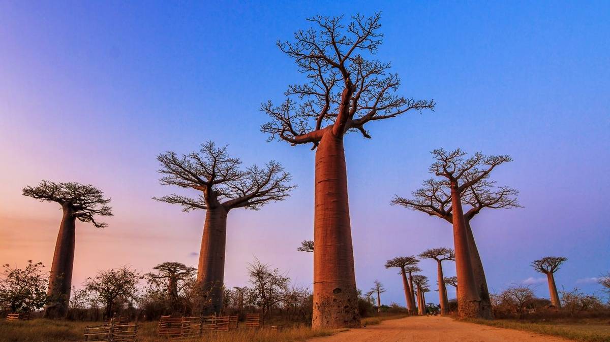 Baobab Trees Madagascar Shutterstock 265602881