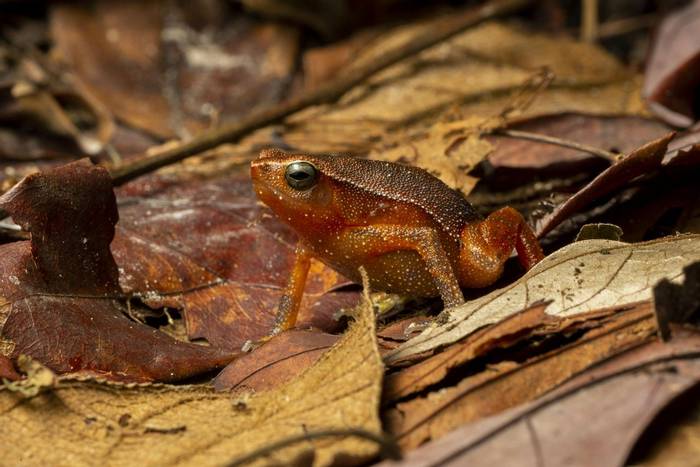Balu Sticky Frog (Kalophrynus baluensis) © C.Ryan