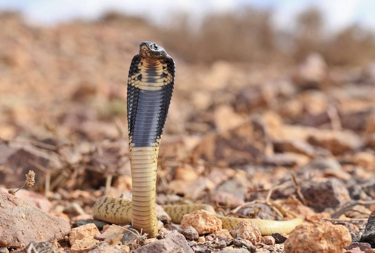 Neonate Egyptian Cobra (Naja haje) © Daniel Kane