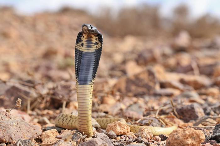 Neonate Egyptian Cobra (Naja haje) © Daniel Kane