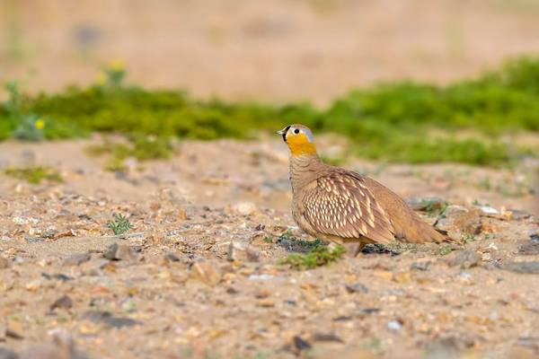 Crowned Sandgrouse