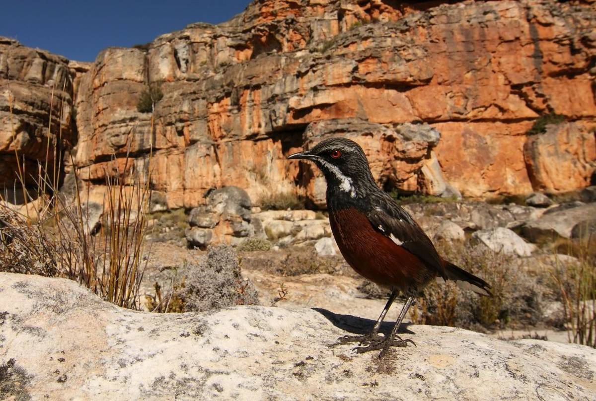 Cape Rockjumper South Africa shutterstock_162576320.jpg