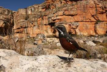 Cape Rockjumper South Africa shutterstock_162576320.jpg