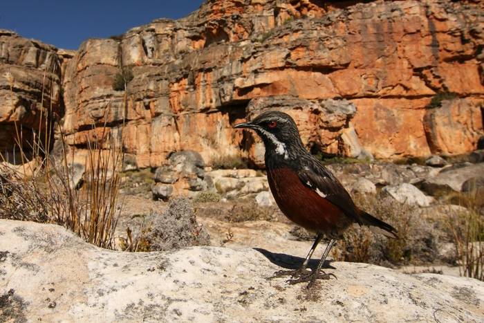 Cape Rockjumper South Africa shutterstock_162576320.jpg