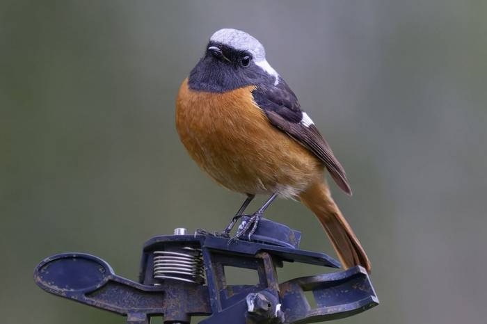 Daurian Redstart © participant Alex Kozlenkov, March 2025