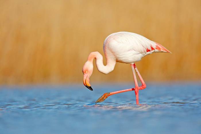 Greater Flamingo, Italy, shutterstock_1014443668.jpg