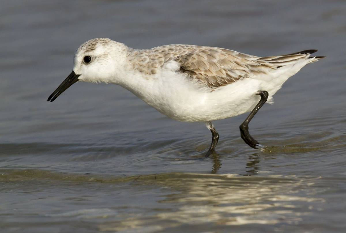 Sanderling. shutterstock_261446147.jpg