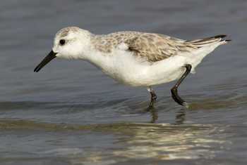 Sanderling. shutterstock_261446147.jpg