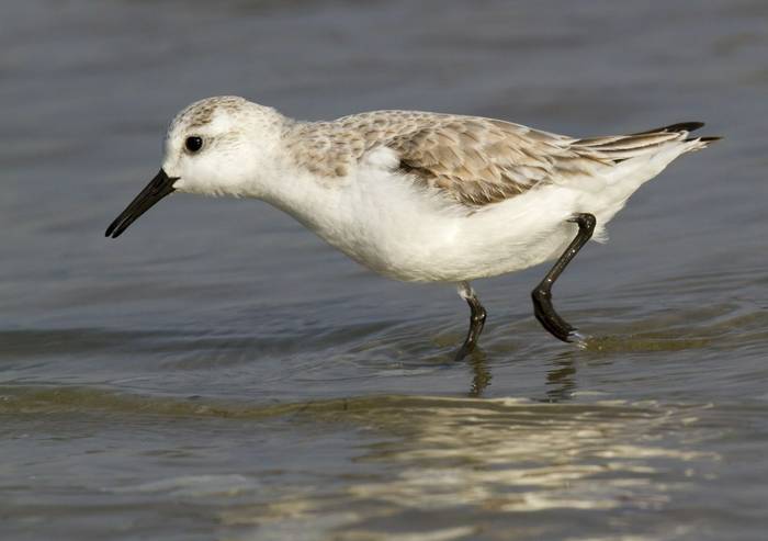 Sanderling. shutterstock_261446147.jpg