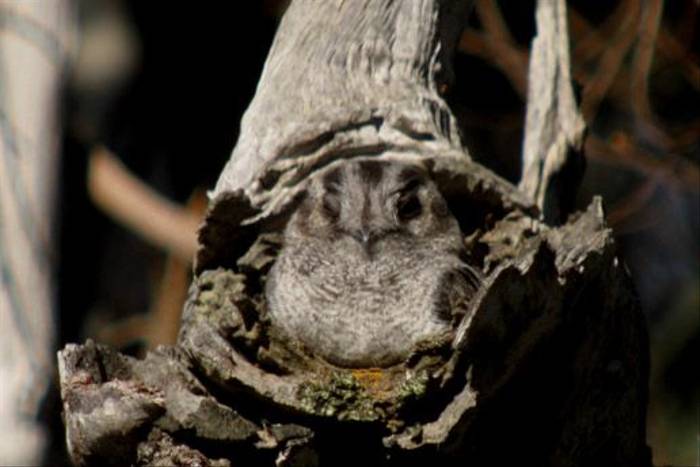 Owlet-nightjar at Stirling Range Retreat (Peter Taylor)