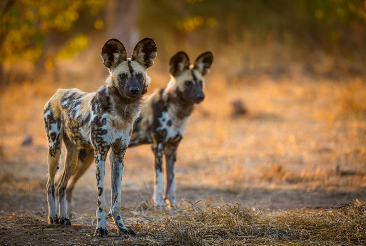Wild Dogs shutterstock_2202586861.jpg
