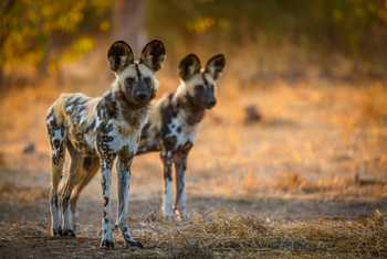 Wild Dogs shutterstock_2202586861.jpg