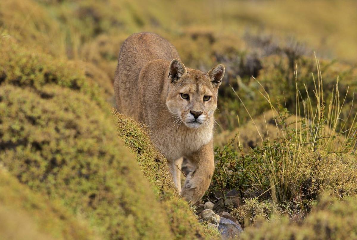 Puma (Dani Free)