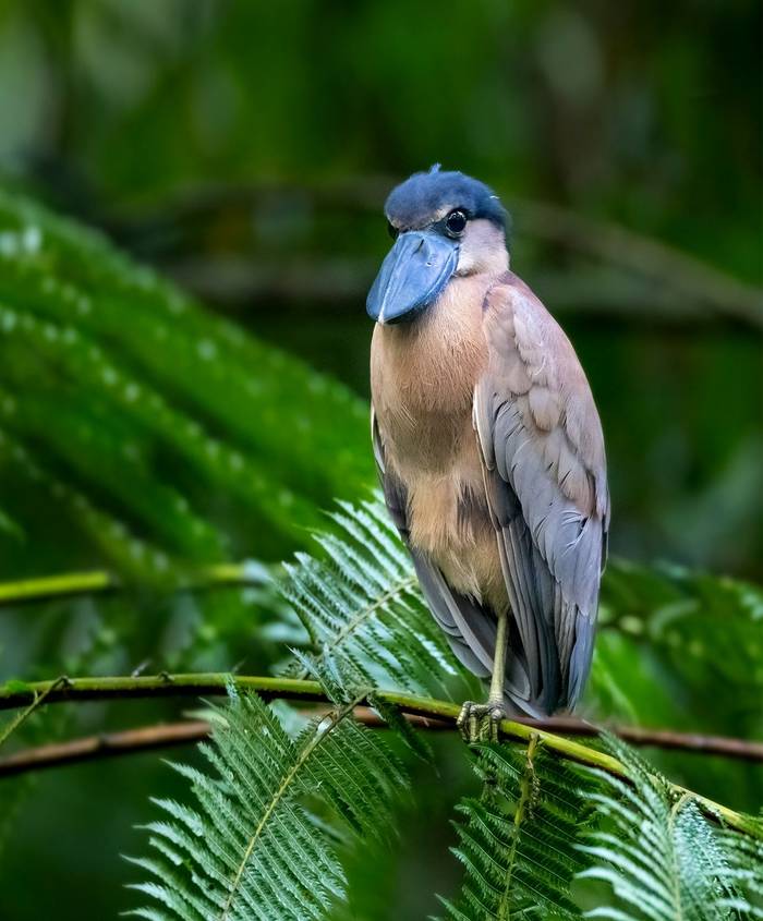 p227 replace right hand lodge pic. Boat-billed Heron Honduras shutterstock_1465013759 - Copy.jpg