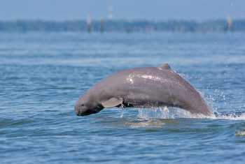 Irawaddy Dolphin shutterstock_647177185.jpg