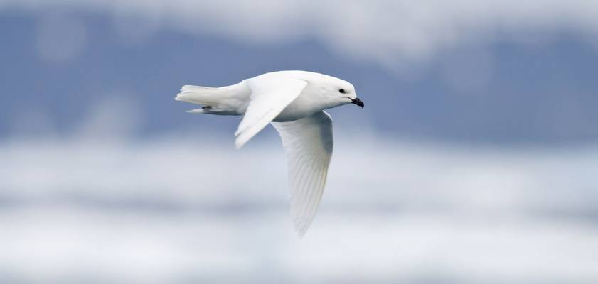 Snow Petrel