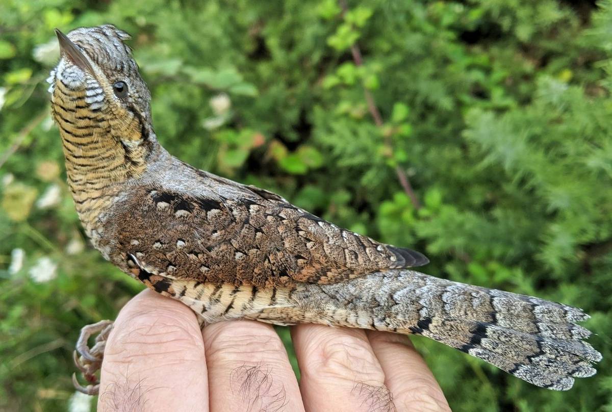 Wryneck - John Horton