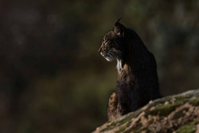 David Jackson - Gato Clavo 5.jpg