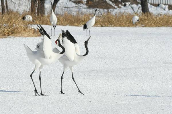 Red-crowned Cranes