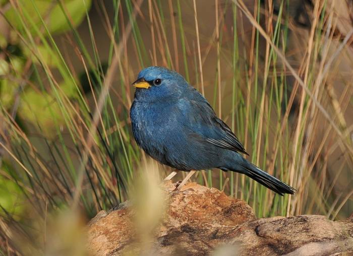 Blue Finch (Andy Foster)