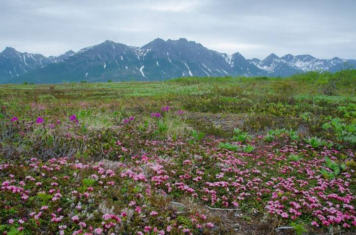 Kamchatka tundra (Tim Melling).jpg