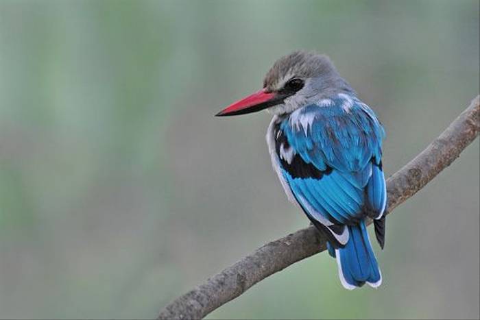 Woodland Kingfisher, Lake Awassa (Tim Meling)