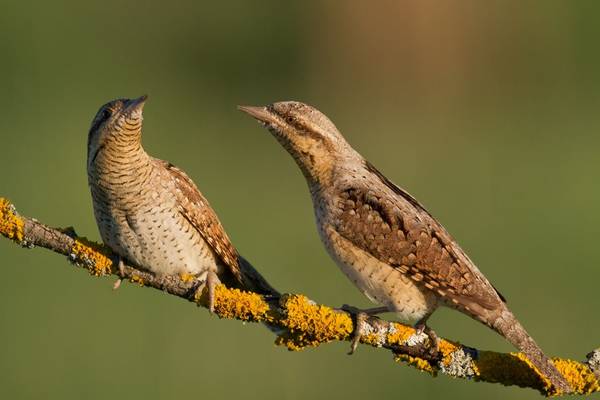 Wryneck