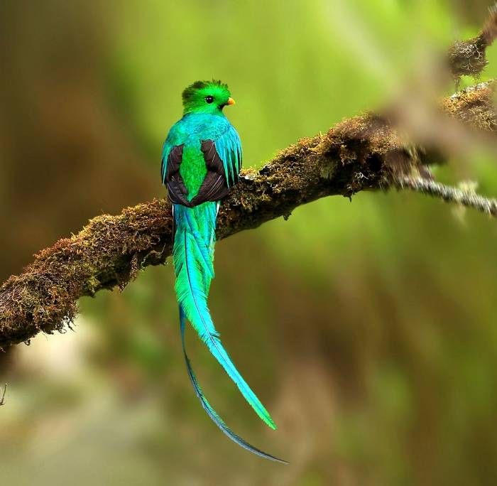 Respledent Quetzal.jpg