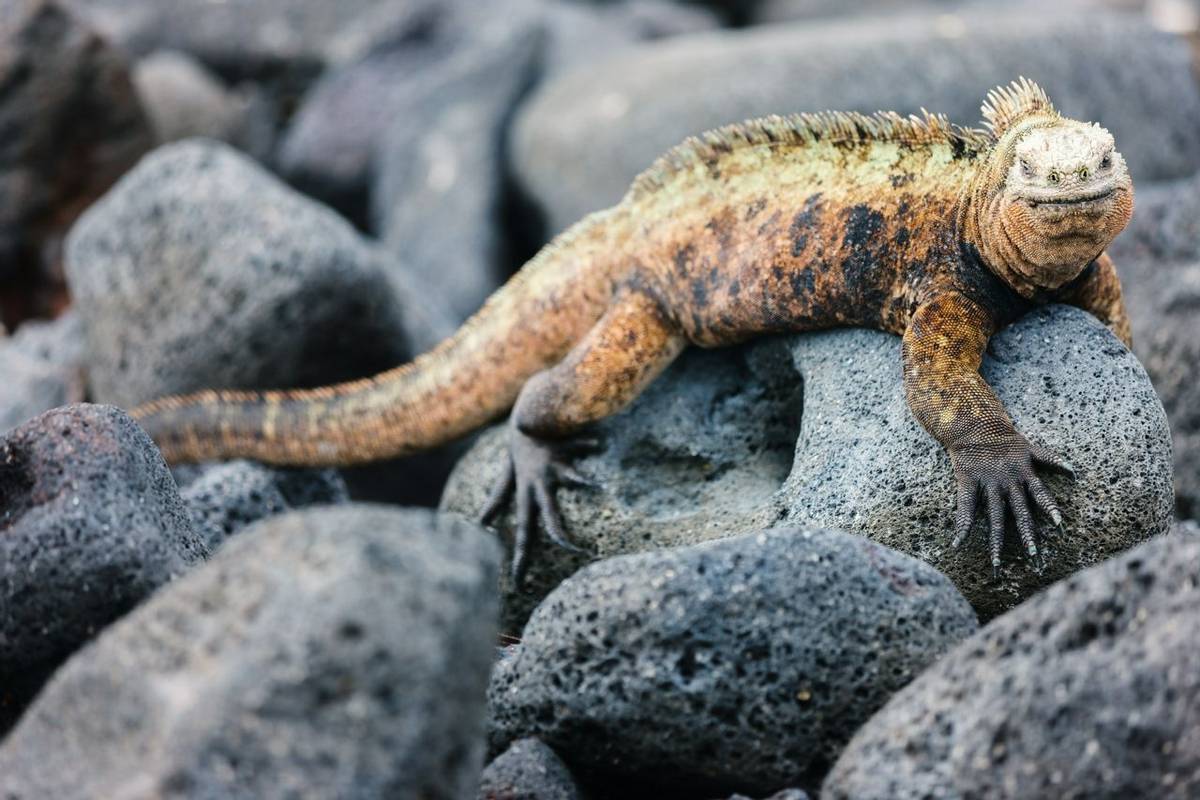 Marine Iguana, Galapagos Shutterstock 1079494814