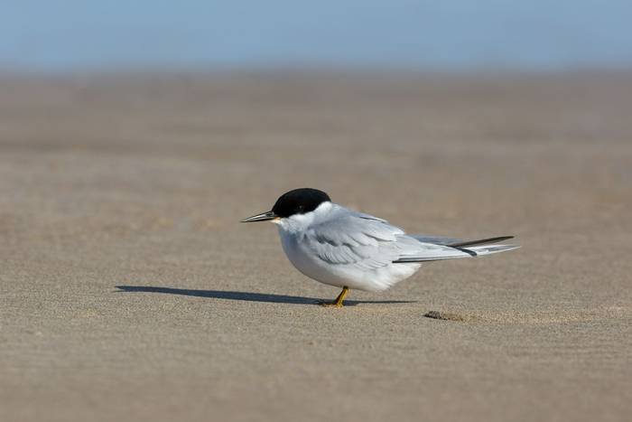 Damara Tern