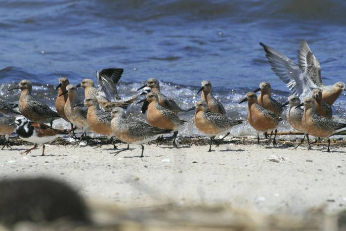 Red Knot356.JPG
