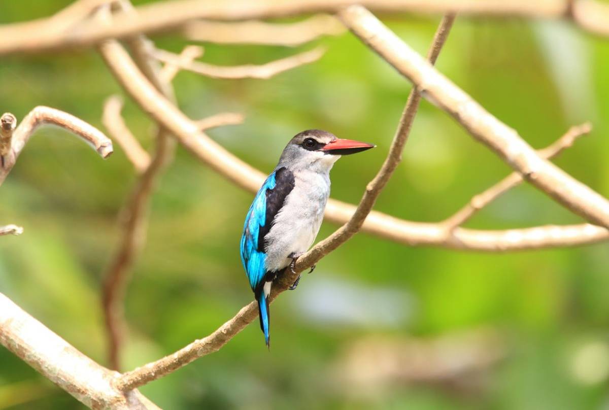 Woodland Kingfisher, Ghana shutterstock_247328839.jpg