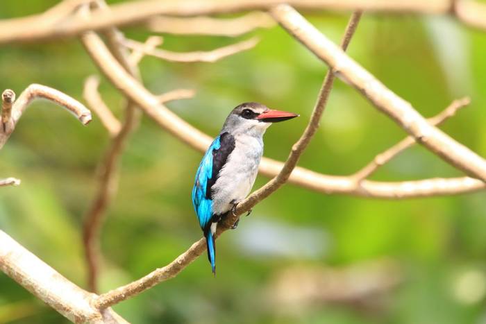Woodland Kingfisher, Ghana shutterstock_247328839.jpg