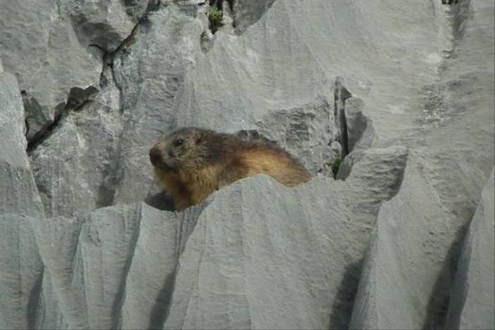 Alpine Marmot (Byron Palacios)
