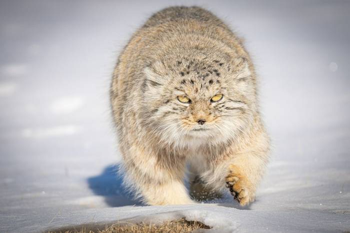 Pallas's Cat (Soaring Expeditions)
