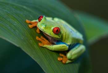 Red Eyed Treefrog, Costa Rica Shutterstock 684296218
