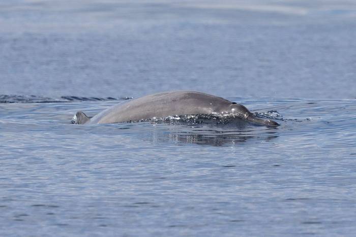 Sowerby's Beaked Whales (Sara Frost).jpg