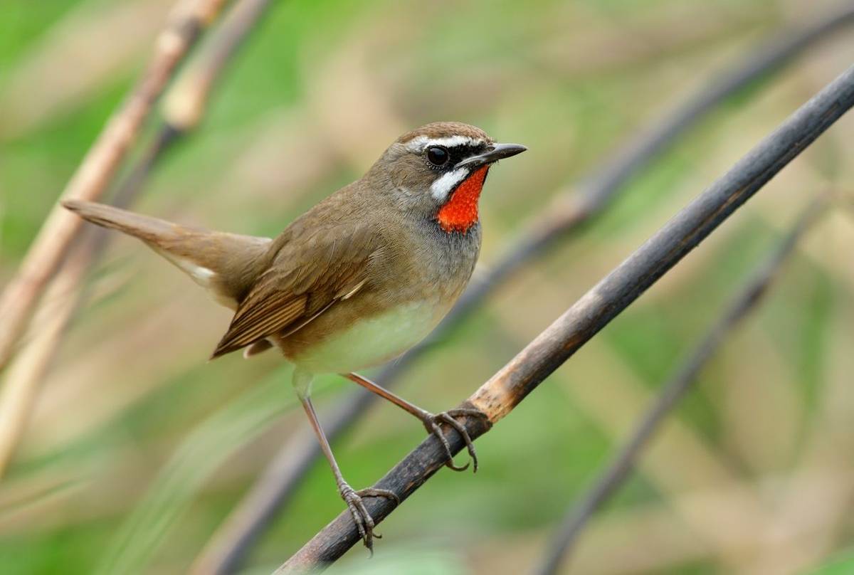 Siberian Rubythroat shutterstock_1315274585.jpg