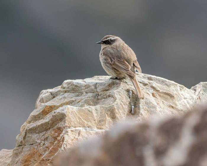 Brown Accentor © M. Valkenburg